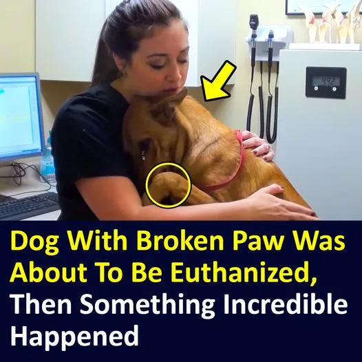 Dog With Broken Paw Was About To Be Euthanized, Then Something Incredible Happened