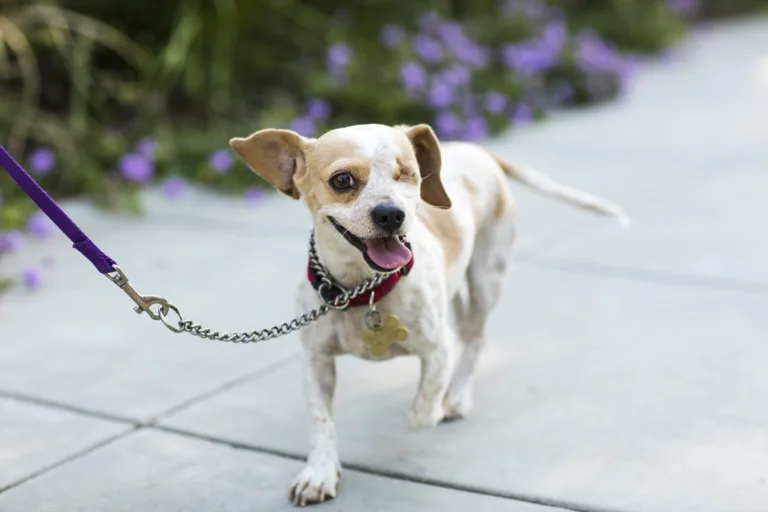 Woman leaves boyfriend’s dog at shelter while he was at work