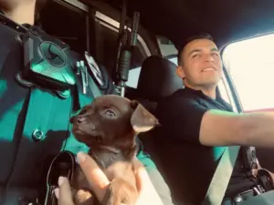 Abandoned stray puppy chasing police officer down the street hanging on his feet asks to adopt him